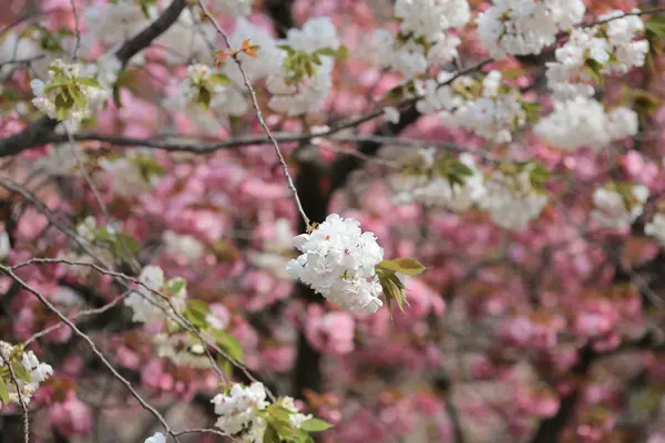 Sakura Çiçeği Japonya'nın Osaka — Stok fotoğraf