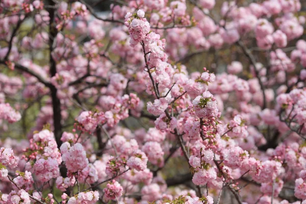 Sakura blossom w Osaka, Japonia — Zdjęcie stockowe