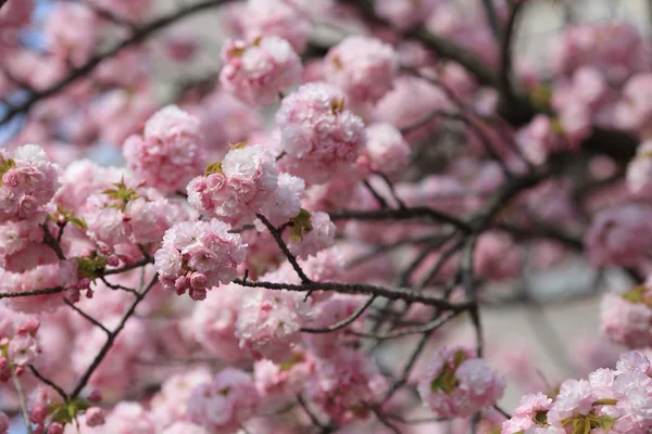 OSAKA, JAPAN -Sakura flower — Stock Photo, Image