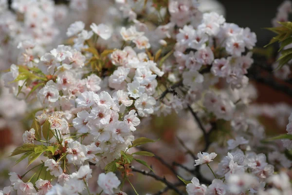 Flor de cerezo en primavera, Osaka — Foto de Stock