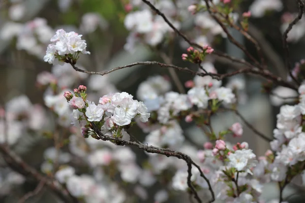 Cherry blossom in spring, Osaka — Stock Photo, Image