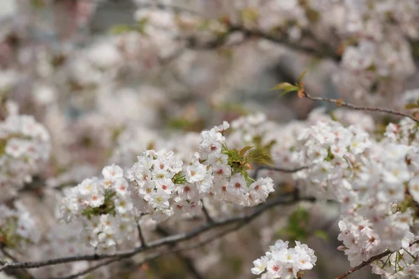 Kirschblüte im Frühling, osaka — Stockfoto