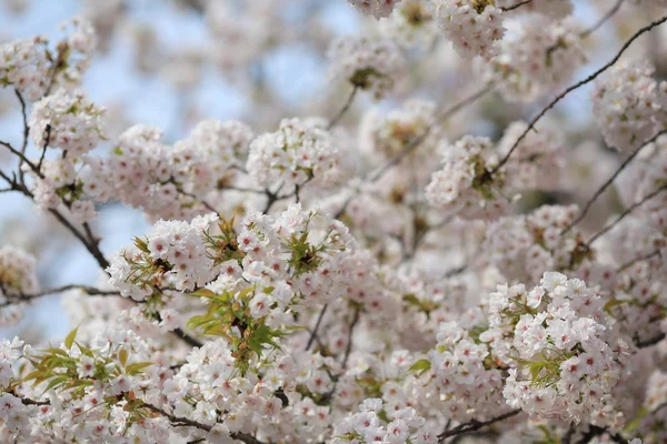 Вишня цвітіння навесні, Осака — стокове фото