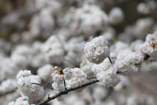Cherry blossom in spring, Osaka — Stock Photo, Image