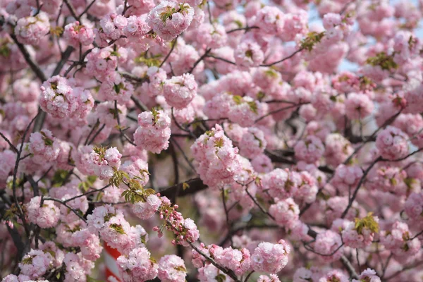 日本造币厂花园中的樱花 — 图库照片