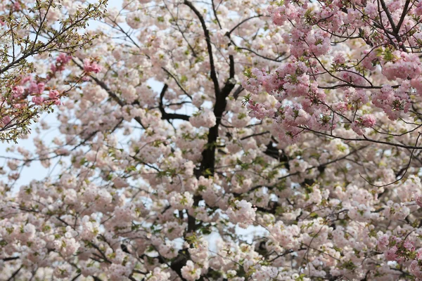 Цвітіння вишні квіти в саду на Монетному дворі Японії — стокове фото