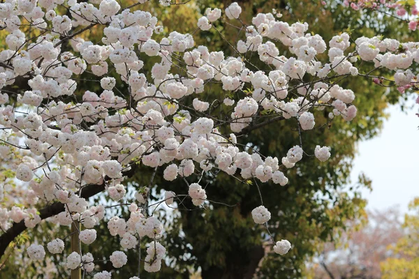 Flores de flor de cerezo en el jardín en Japan Mint — Foto de Stock