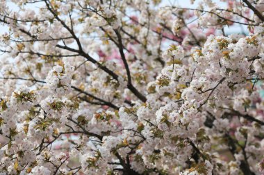 Kiraz çiçeği çiçek Bahçe, Japonya nane, 