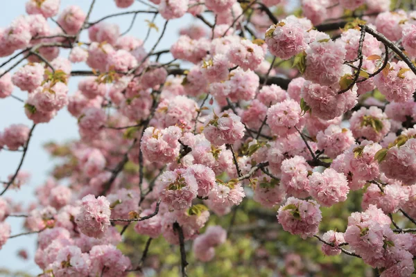 Kwiat w ogrodzie w Japonii mennicy — Zdjęcie stockowe