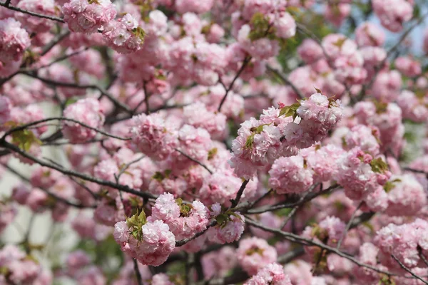 Kwiat w ogrodzie w Japonii mennicy — Zdjęcie stockowe