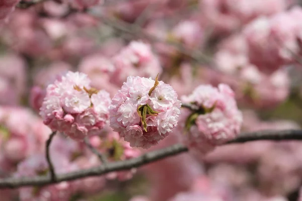 Cherry blossom flowers in garden at Japan Mint, — Stock Photo, Image