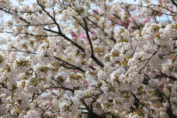 Kersenbloesem bloemen in de tuin bij Japan munt, — Stockfoto