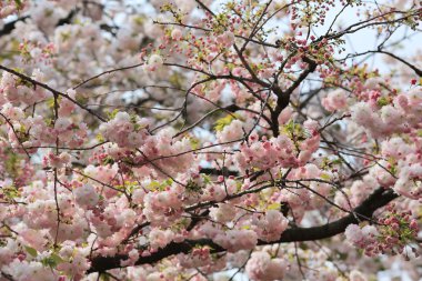 Kiraz çiçeği çiçek Bahçe, Japonya nane