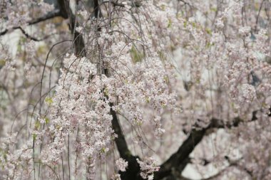 Kiraz çiçeği çiçek Bahçe, Japonya nane, 