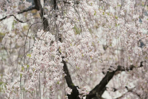 日本の造幣局で庭の桜の花, — ストック写真