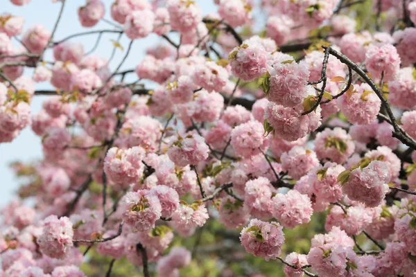 Kwiat w ogrodzie w Japonii mennicy — Zdjęcie stockowe