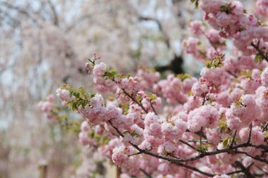 Kiraz çiçeği çiçek Bahçe, Japonya nane, 