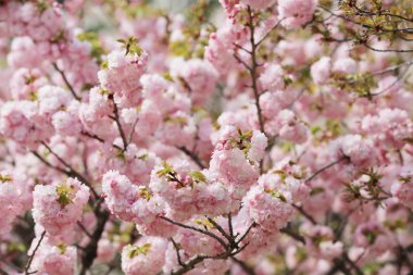Kiraz çiçeği çiçek Bahçe, Japonya nane, 