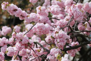 Kiraz çiçeği çiçek Bahçe, Japonya nane, 