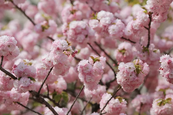 Kwiat w ogrodzie w Japonii mennicy, — Zdjęcie stockowe