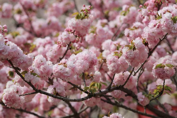 Kwiat w ogrodzie w Japonii mennicy, — Zdjęcie stockowe