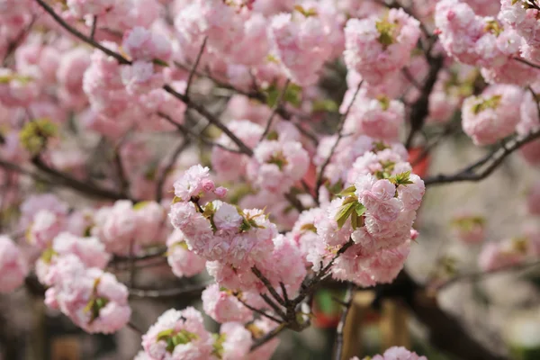 Cherry blossom flowers in garden at Japan Mint, — Stock Photo, Image