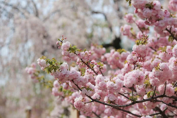 Flores de flor de cerejeira no jardim no Japão Casa da moeda , — Fotografia de Stock