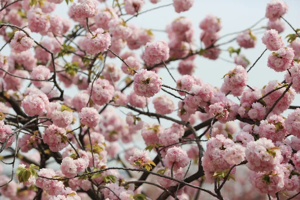 Kwiat w ogrodzie w Japonii mennicy, — Zdjęcie stockowe