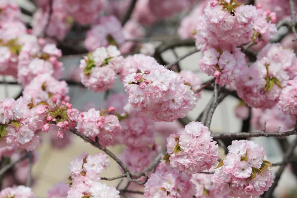 日本造币厂花园中的樱花, — 图库照片