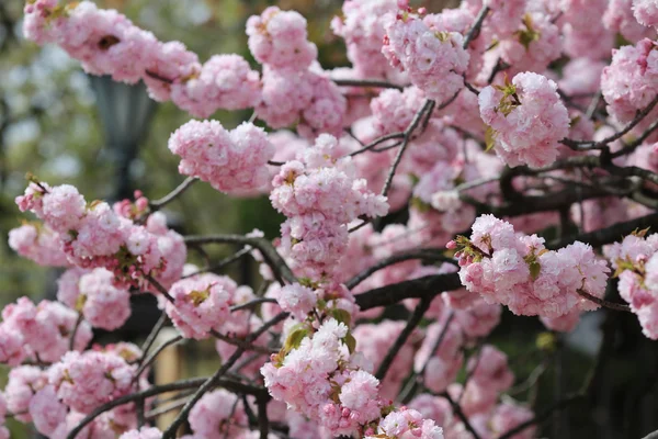 Цвітіння вишні квіти в саду на Монетному дворі Японії, — стокове фото