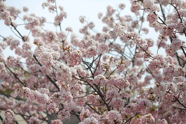 Цвітіння вишні квіти в саду на Монетному дворі Японії, — стокове фото