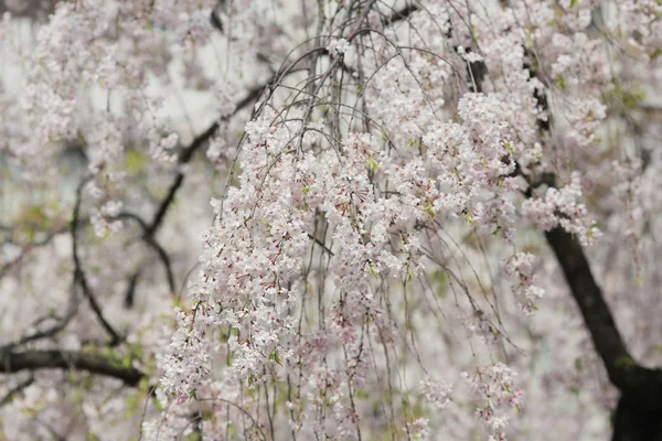 Cherry blossom flowers in garden at Japan Mint, — Stock Photo, Image