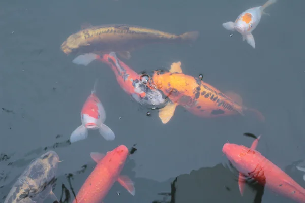 Koi carps berenang di kolam — Stok Foto