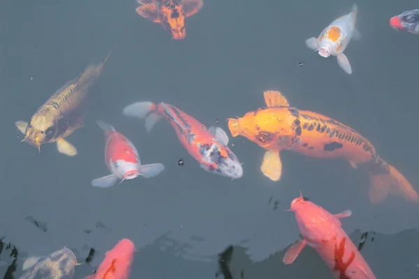 Koi carps berenang di kolam — Stok Foto