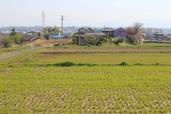 A teraszos japán mezői — Stock Fotó