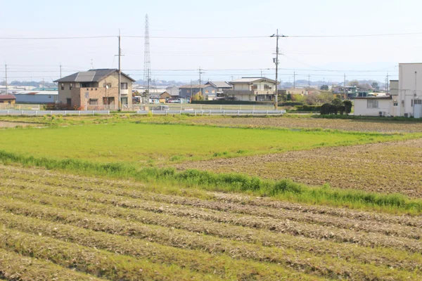 Pole na terasovité v Japonsku — Stock fotografie