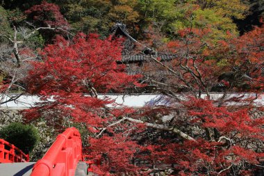  Sonbahar Minoo Takianji Osaka, Japonya.