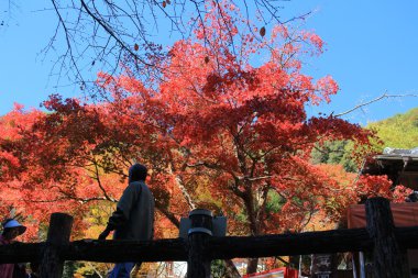 Renkli akçaağaç yaprağı arka planda sonbahar, Osaka Japonya