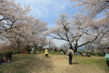 Yoshino kiraz ağacı
