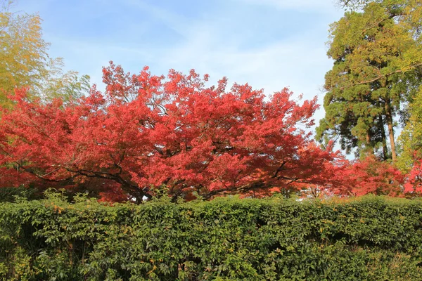 Renkli Japon akçaağaç yaprağı — Stok fotoğraf