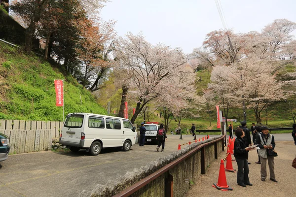 桜満開 — ストック写真