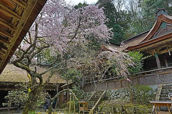 Yoshinoyama, Nara, japan — Stockfoto