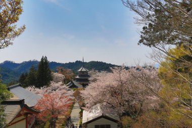 Yoshino kiraz çiçekleri