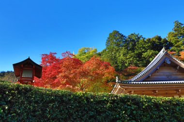  Sonbahar Minoo Takianji Osaka, Japonya.