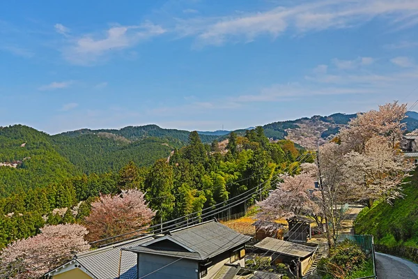 Yoshino cherry blossoms — Stock Photo, Image