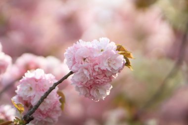 Osaka, ağlayan kiraz