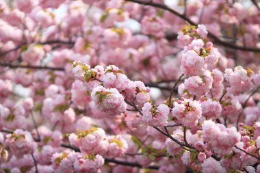 Sakura Osaka, Japonya nane