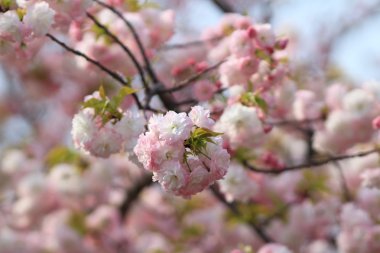 Osaka, ağlayan kiraz