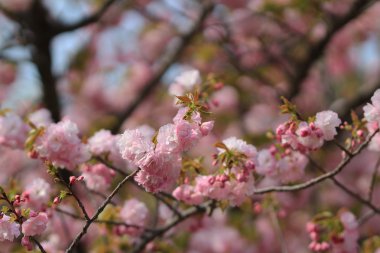 Osaka, ağlayan kiraz