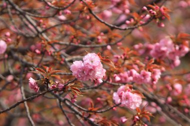 Sakura Osaka, Japonya nane